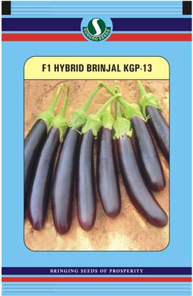 Sungro Seeds Limited Sungro Hybrid Brinjal Long Seeds (Pack of two) Seed