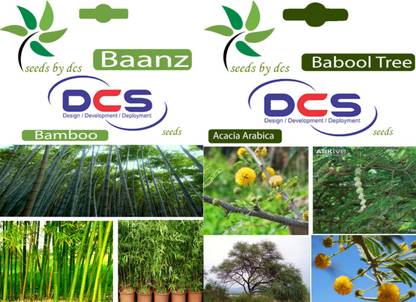 DCS Baanz & Babool tree Seeds Seed