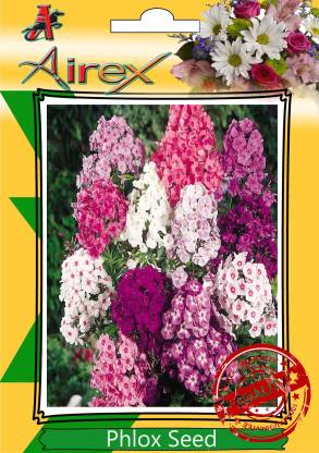 Airex Phlox Seed