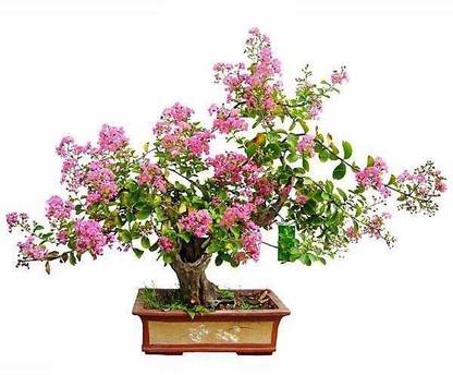 NATIONAL GARDENS Crape Myrtle Seed