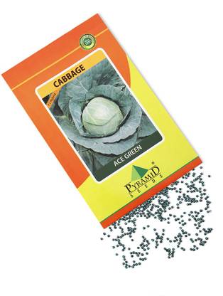 Pyramid Seeds Cabbage Seed