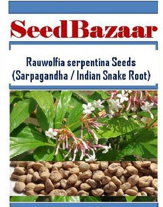 Seedbazaar Sarpagandha, Indian Snake Root, Rauvolfia serpentina, Rauwolfia serpentina Seed