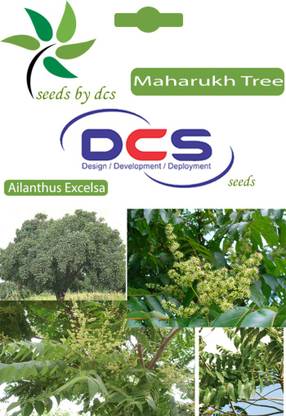 DCS Maharukh Seed