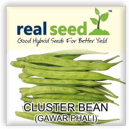 Real Seed Cluster Bean - Gawar Phali Seed