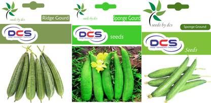 DCS Ridge gourd, Sponge gourd, Sponge ground Seed