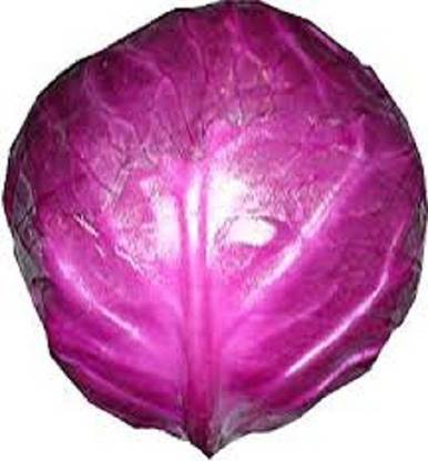 Rose Garden Cabbage Seed