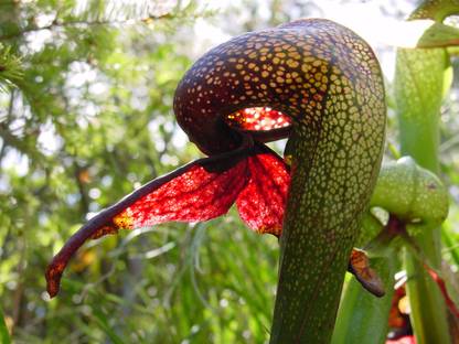 Nooelec India Cobra Lily Darlingtonia californica Seed