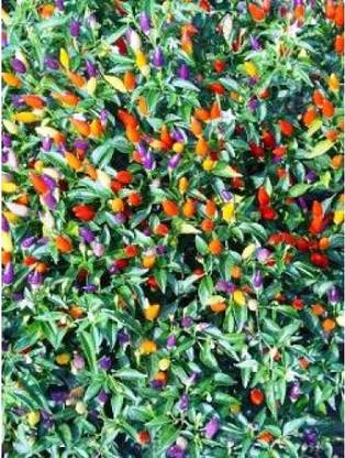 NATURAL LIVE Exotic flower seed Seed