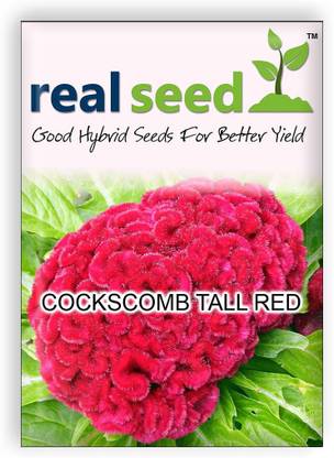 Real Seed Cockscomb Flower Seed