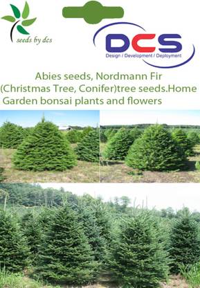 DCS Christmas Tree Seed