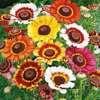 Biocarve Chrysanthemum carinatum Seed