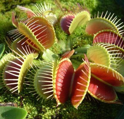 Futaba Dionaea Muscipula Giant Clip Venus Flytrap Seed