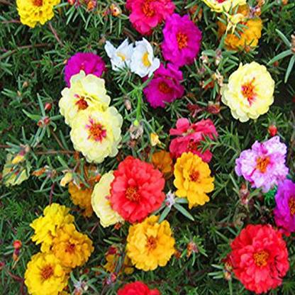 Futaba courtyard essential colorful flower Seed