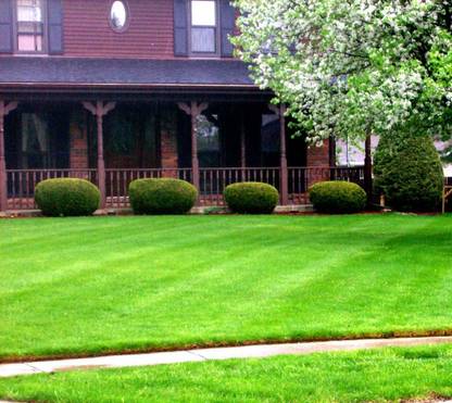 NeLeSa Gardening Lawn Grass Seeds Seed