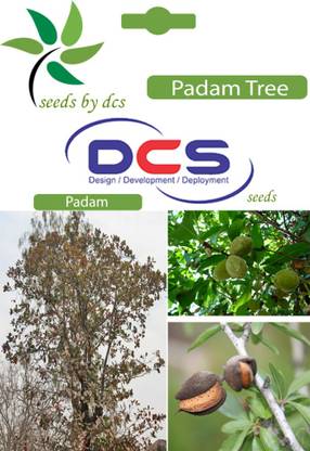 DCS Padam Seed