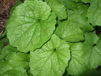 Amir Enterprises Saag Seed