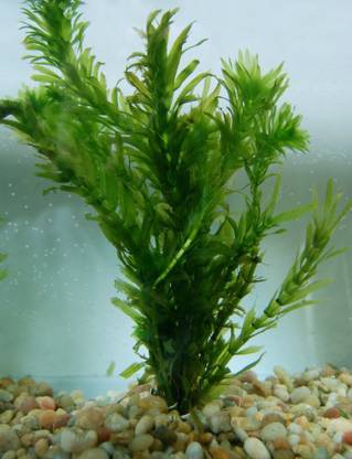 PABBA aquarium grass Seed