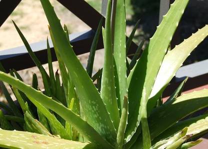 Seedbazaar Aloe Vera Seed