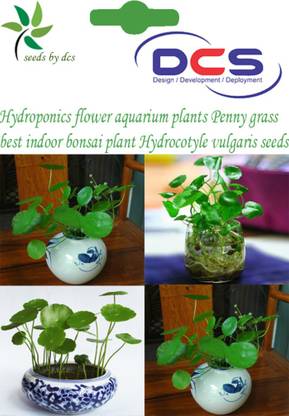 DCS r Aquarium plants Penny grass Seed