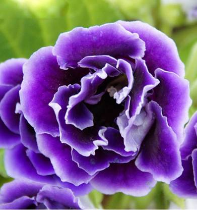Futaba Gloxinia Seeds Seed