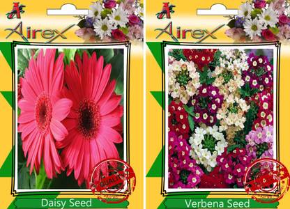 Airex Daisy, Verbena Seed