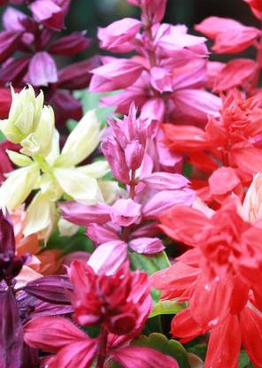 Real Seed Salvia Seed