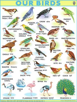 JUMBO BIRDS CHART FOR CHILDREN ( PAPER PRINT) 40 INCH X 54 INCH Paper Print