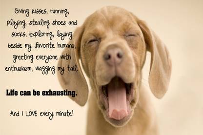 Cute Dog Quote Paper Print