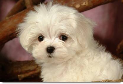 soft Toy or Real Dog Paper Print