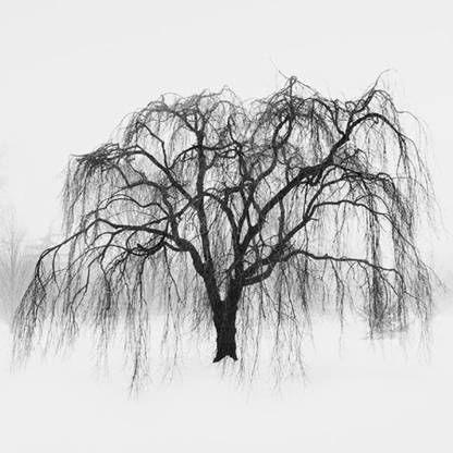 Weeping Tree Fine Art Print