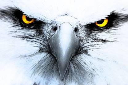 Eagle Eye Paper Print