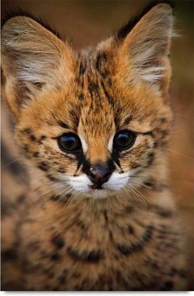 Serval Cat Paper Print