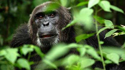 Monkey A3 HD Poster Art PNCA6791 Photographic Paper