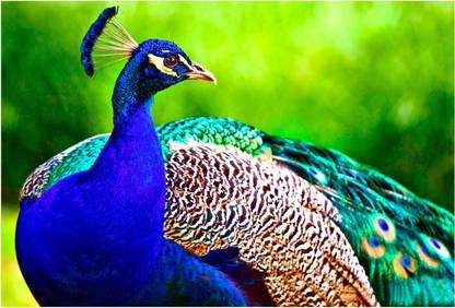 Peacock Wallpaper Paper Print