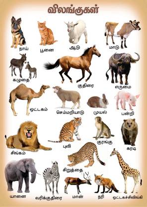 Animals Chart in Tamil Fine Art Print