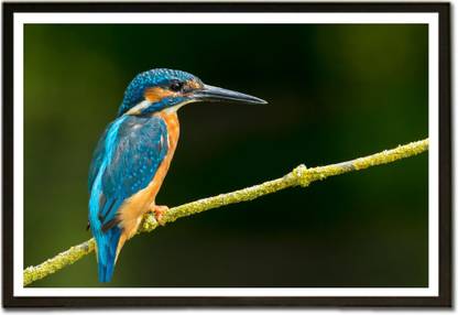 Beautiful Neelkanth Bird Paper Print