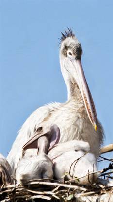 Pelican nest Paper Print