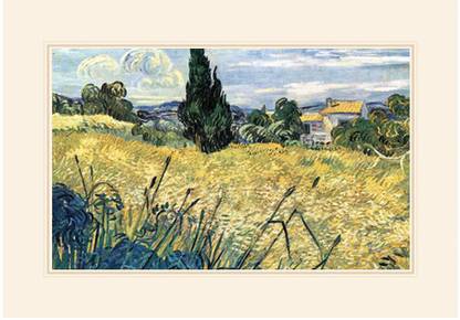 Green Wheat Field with Cypress Fine Art Print