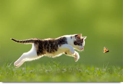 Cat chasing Butterfly Paper Print