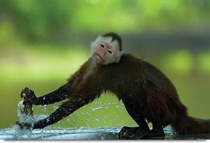 Monkey Tapping Wildlife Paper Print
