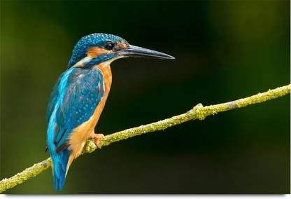 Beautiful Neelkanth Bird Paper Print