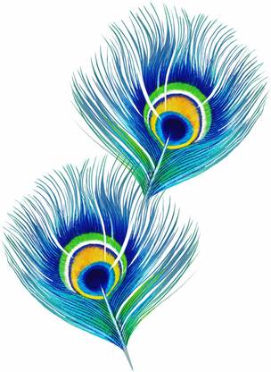 Tallenge - Peacock Feathers - Small Size Ready To Hang Gallery Wrap Canvas 16 inch x 12 inch Painting