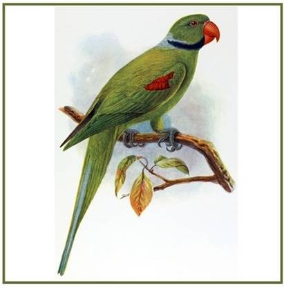 Canvas Art Gallery ? 89 Parrot with Lakering Print Fine Art Print