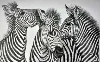 Zebra Family Poster Paper Print