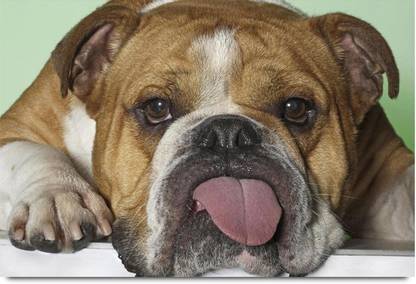 Cute Dog with funny expressions Paper Print