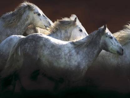 Crin Blanc Fine Art Print