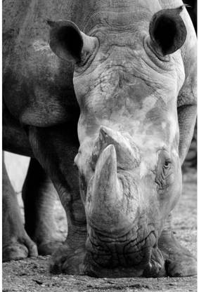 Athah Fine Quality Poster Rhino Print Frameless Paper Print