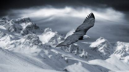 bald eagle flying over mountains poster Paper Print