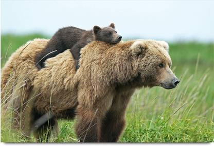 cute bear cub Paper Print