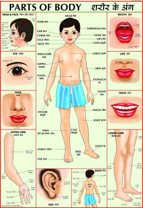 Human Body Parts For Children Paper Print